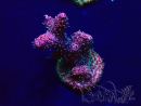 WYSIWYG Acropora Maricultuur geacclimatiseerd LED