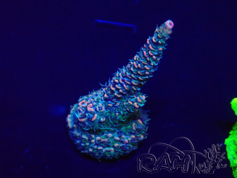 WYSIWYG Acropora 15R4 Mariculture acclimaté led
