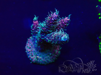 WYSIWYG Acropora Maricultura aclimatada LED