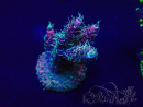 WYSIWYG Acropora Maricultura aclimatada LED
