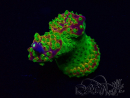 WYSIWYG Acropora Marikultur akklimatisiert LED