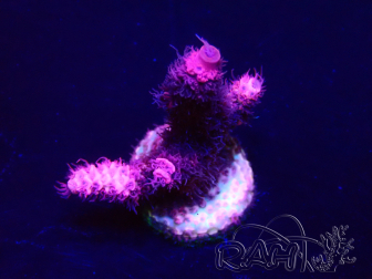 WYSIWYG Acropora Maricoltura acclimatata a LED