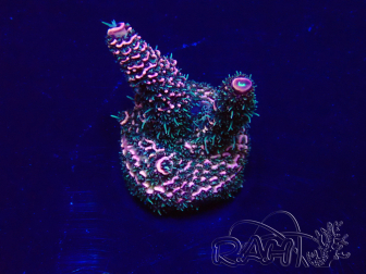 WYSIWYG Acropora Marikultur akklimatisiert LED