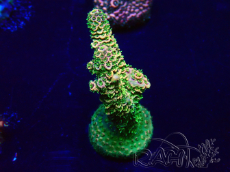 WYSIWYG Acropora Maricultuur geacclimatiseerd LED