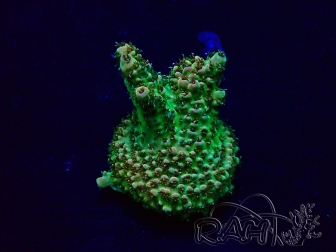 WYSIWYG Acropora Maricultuur geacclimatiseerd LED