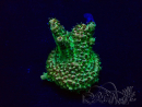 WYSIWYG Acropora Maricultuur geacclimatiseerd LED