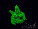 WYSIWYG Acropora Maricultuur geacclimatiseerd LED