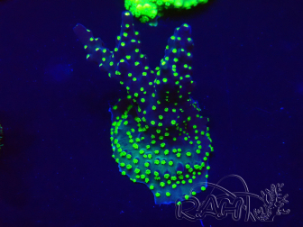 WYSIWYG Acropora Maricultuur geacclimatiseerd LED