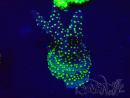 WYSIWYG Acropora Marikultur akklimatisiert LED