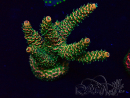 WYSIWYG Acropora Maricultura aclimatada LED