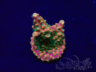 WYSIWYG Acropora Mariculture acclimated LED