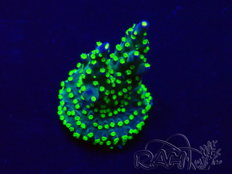 WYSIWYG Acropora 15S3 Mariculture acclimaté led