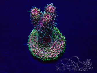 WYSIWYG Acropora Maricultuur geacclimatiseerd LED