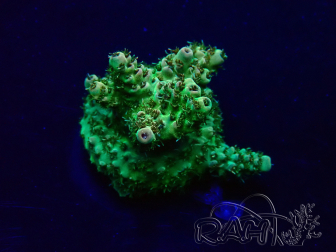 WYSIWYG Acropora Marikultur akklimatisiert LED