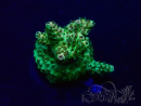 WYSIWYG Acropora Maricultuur geacclimatiseerd LED