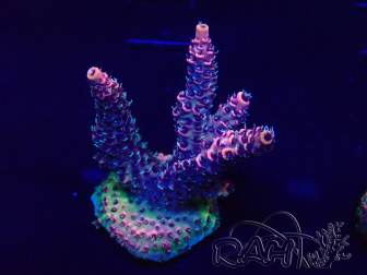 WYSIWYG Acropora Maricultuur geacclimatiseerd LED