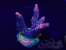 WYSIWYG Acropora Mariculture acclimated LED