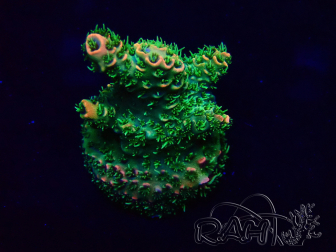 WYSIWYG Acropora 15S7 Mariculture acclimaté led