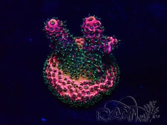 WYSIWYG Acropora Marikultur akklimatisiert LED