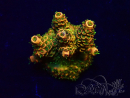WYSIWYG Acropora Maricultuur geacclimatiseerd LED