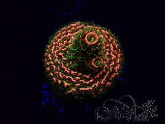 WYSIWYG Acropora Marikultur akklimatisiert LED