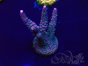 WYSIWYG Acropora Maricultura aclimatada LED