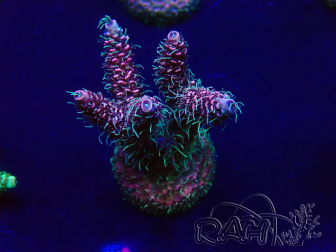 WYSIWYG Acropora Mariculture acclimated LED
