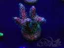 WYSIWYG Acropora Maricultuur geacclimatiseerd LED