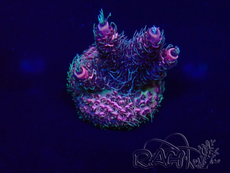 WYSIWYG Acropora Maricultuur geacclimatiseerd LED
