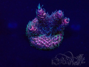 WYSIWYG Acropora Maricultuur geacclimatiseerd LED