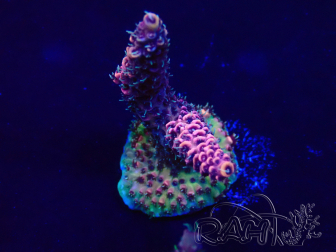WYSIWYG Acropora Maricultuur geacclimatiseerd LED