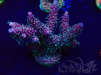 WYSIWYG Acropora Maricultuur geacclimatiseerd LED