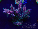 WYSIWYG Acropora Marikultur akklimatisiert LED