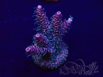 WYSIWYG Acropora Maricultuur geacclimatiseerd LED