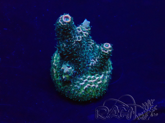 WYSIWYG Acropora Marikultur akklimatisiert LED