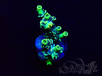 WYSIWYG Acropora Marikultur akklimatisiert LED