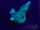 WYSIWYG Acropora Maricultuur geacclimatiseerd LED