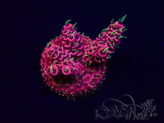 WYSIWYG Acropora Mariculture acclimated LED
