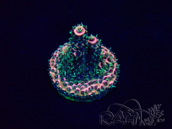 WYSIWYG Acropora Maricoltura acclimatata a LED