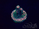 WYSIWYG Acropora Maricultuur geacclimatiseerd LED