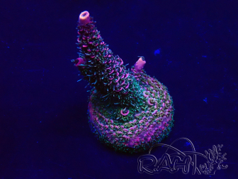 WYSIWYG Acropora Marikultur akklimatisiert LED