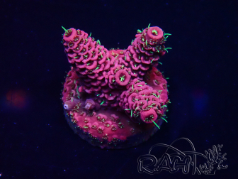 WYSIWYG Acropora millepora Fidji acclimaté led