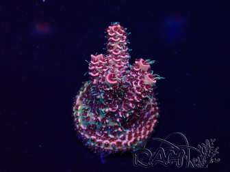 WYSIWYG Acropora akklimatisiert LED