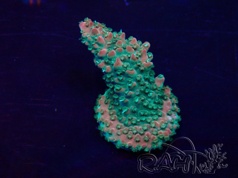 WYSIWYG Acropora 15M3 Mariculture acclimaté led