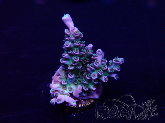 WYSIWYG Acropora acclimaté led