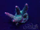 WYSIWYG Acropora 15M5 Mariculture acclimaté led