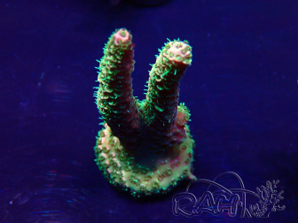 WYSIWYG Acropora 15M6 Mariculture acclimaté led