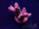 WYSIWYG Acropora Marikultur akklimatisiert LED