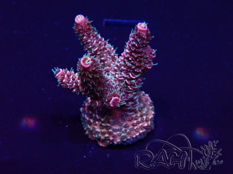 WYSIWYG Acropora millepora Mariculture acclimaté led
