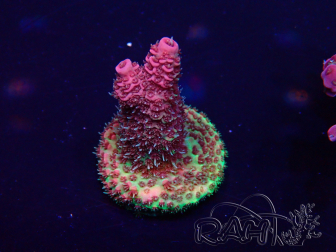 WYSIWYG Acropora Australia acclimatato led